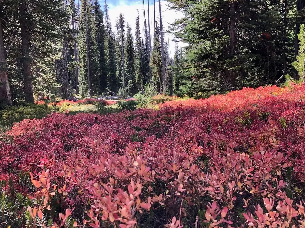 Glamping in Oregon Mountain meadow