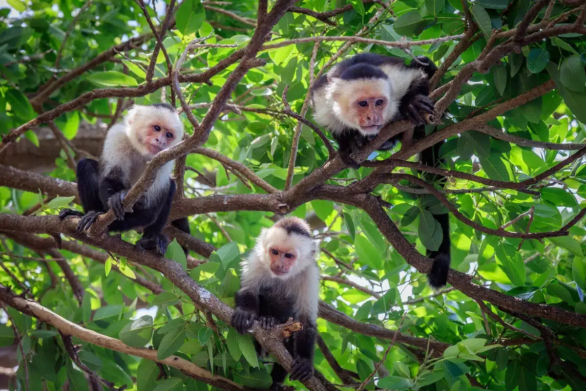 Costa Rica monkeys