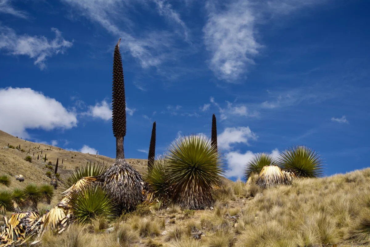 Puya raimondii on one of the best hikes in Peru.