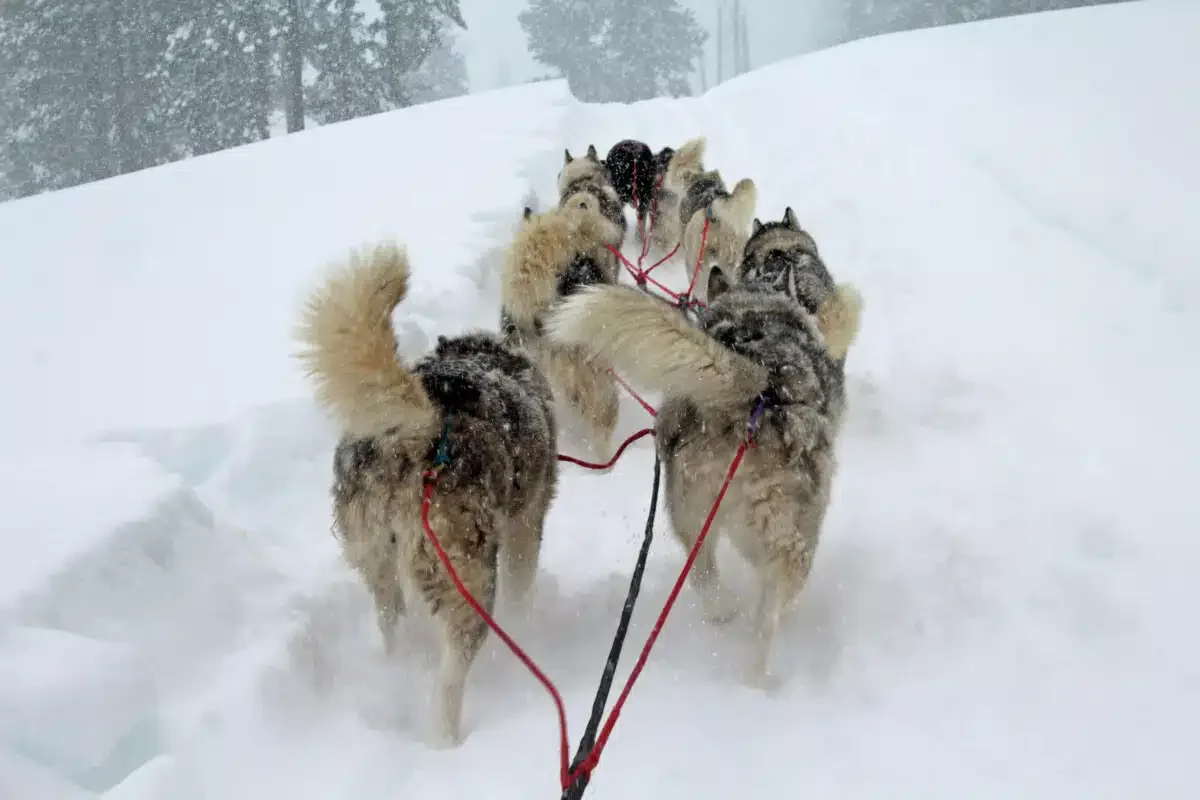 San Juan Sled Dogs' teams love to run when dog sledding.