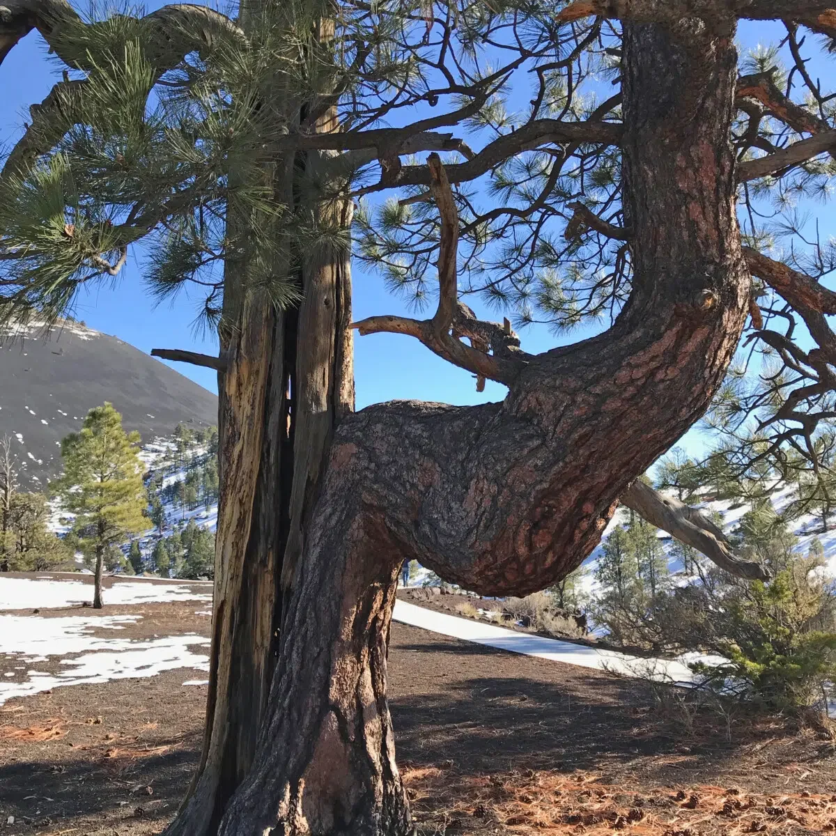 Sunset Crater - Northern Arizona Road Trip