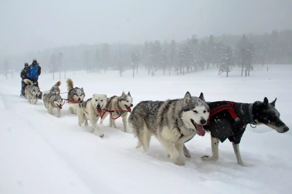 The snow didn't stop the dogs (although it did slow them down a bit).