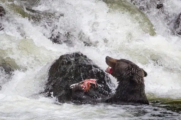 Salmon lunch - British Columbia's First Nations people