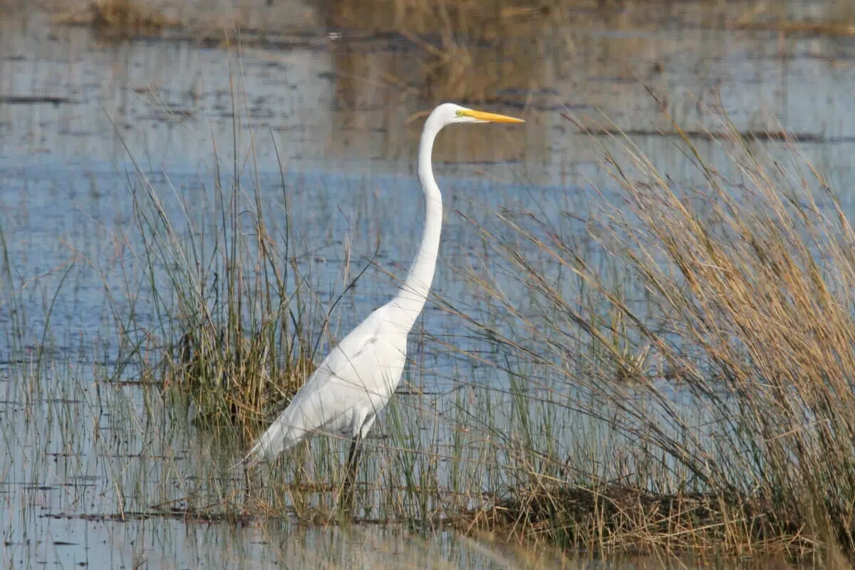 St. Marks National Wildlife Refuge
