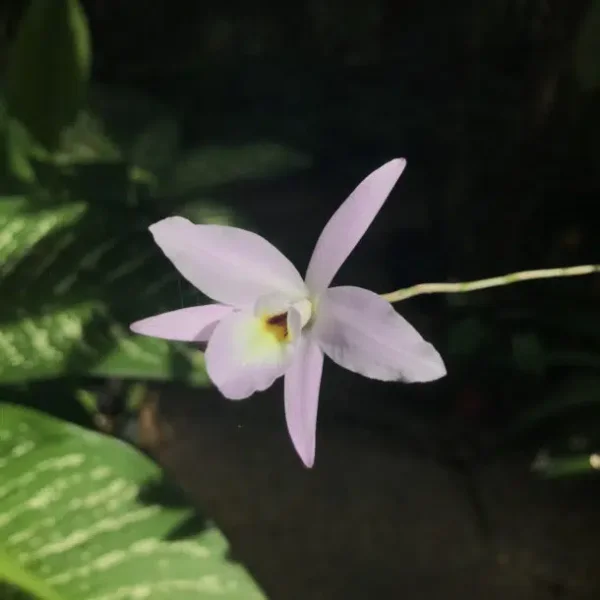 Lo de Perla Jungle Adventure