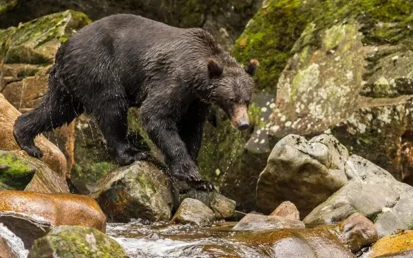 British Columbia's First Nations people