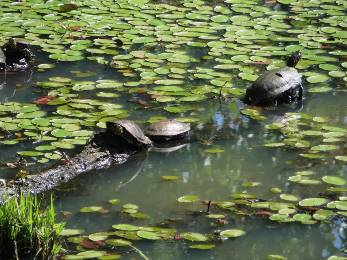 Turtles at Steigerwald Wildlife Refuge