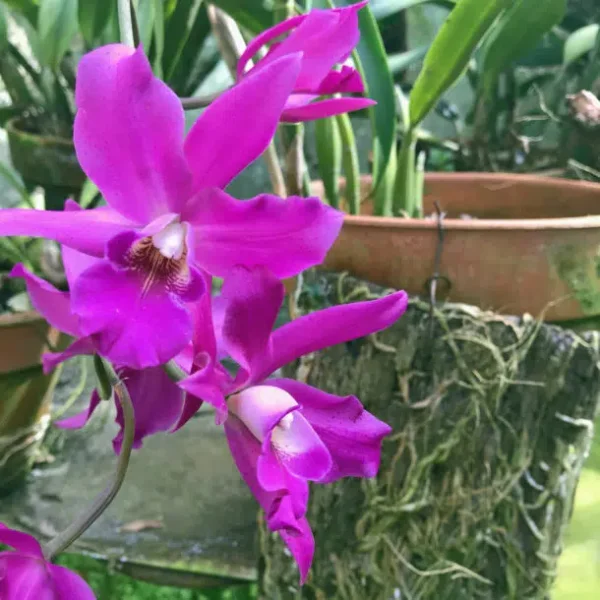 Lo de Perla Jungle Adventure