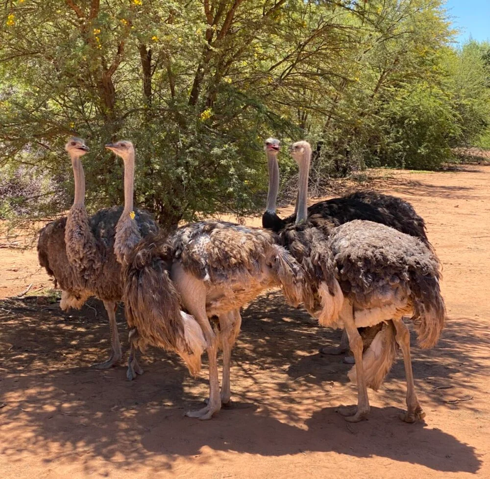 Male and female ostrich at Safari Ostrich Farm. Photo by Linda Milks