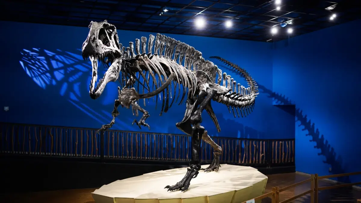 Dinosaur skeleton