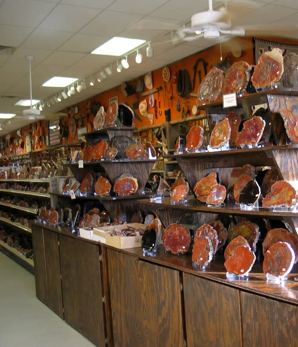 Petrified Wood - Arizona road Trip