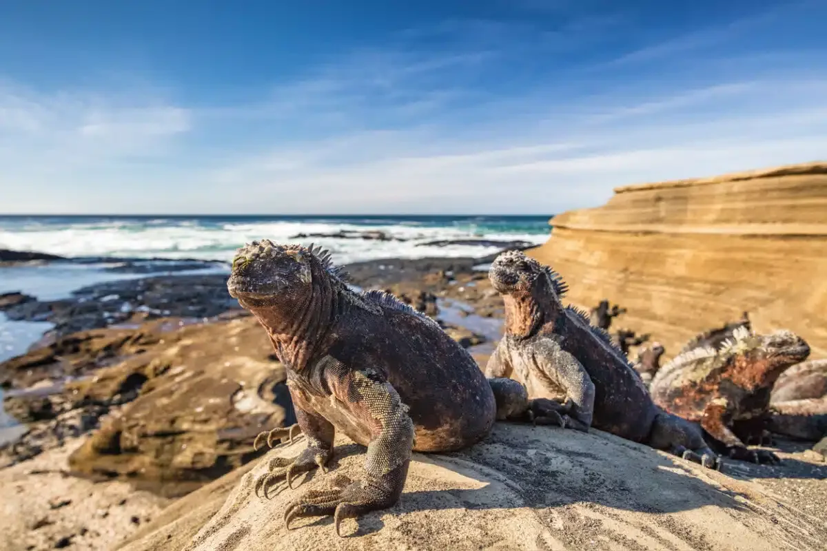 Galapagos Marine Iguana - Iguanas warming in the sun on Santiago Island