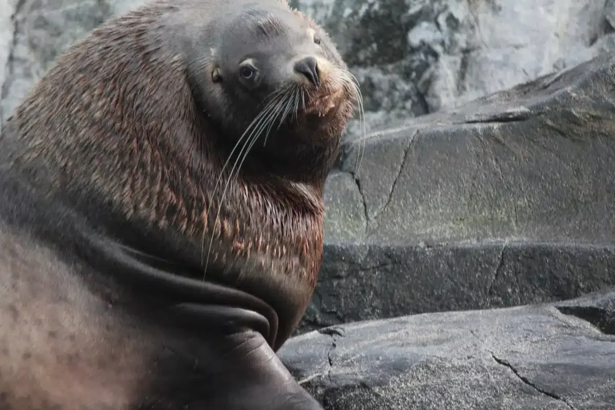 Sea Lion.