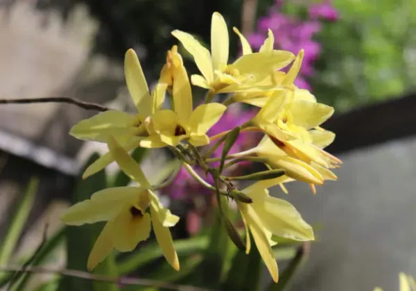 Lo de Perla Jungle Adventure