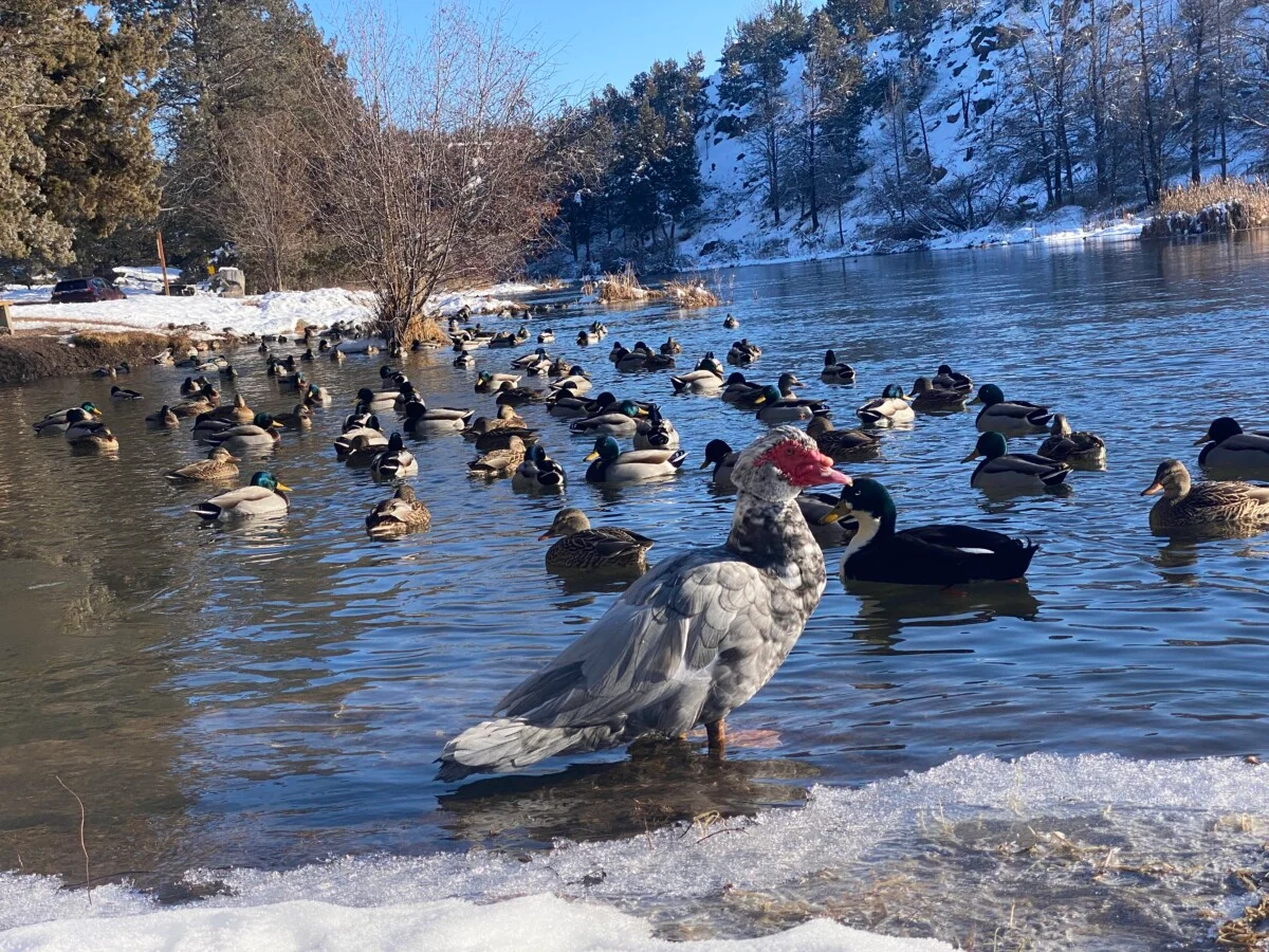 I wanted to take this friendly Muscovy duck home with me.