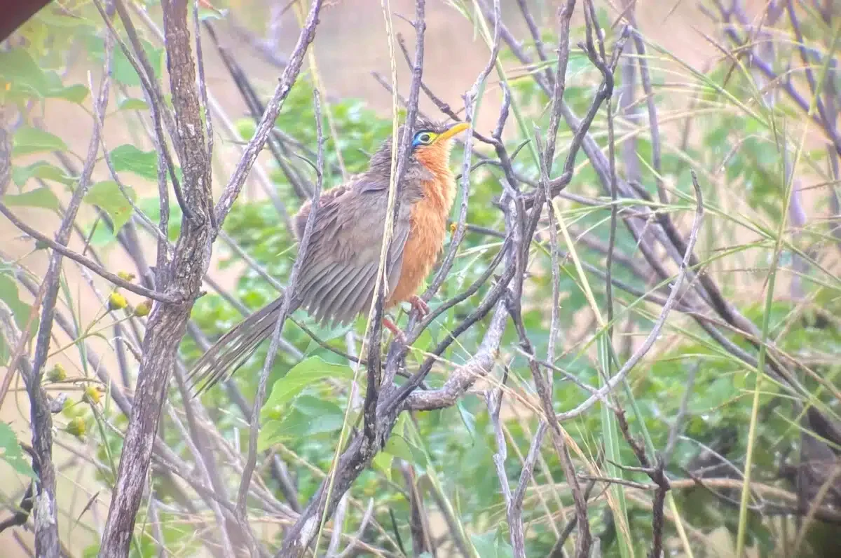 Lesser ground cuckoo.