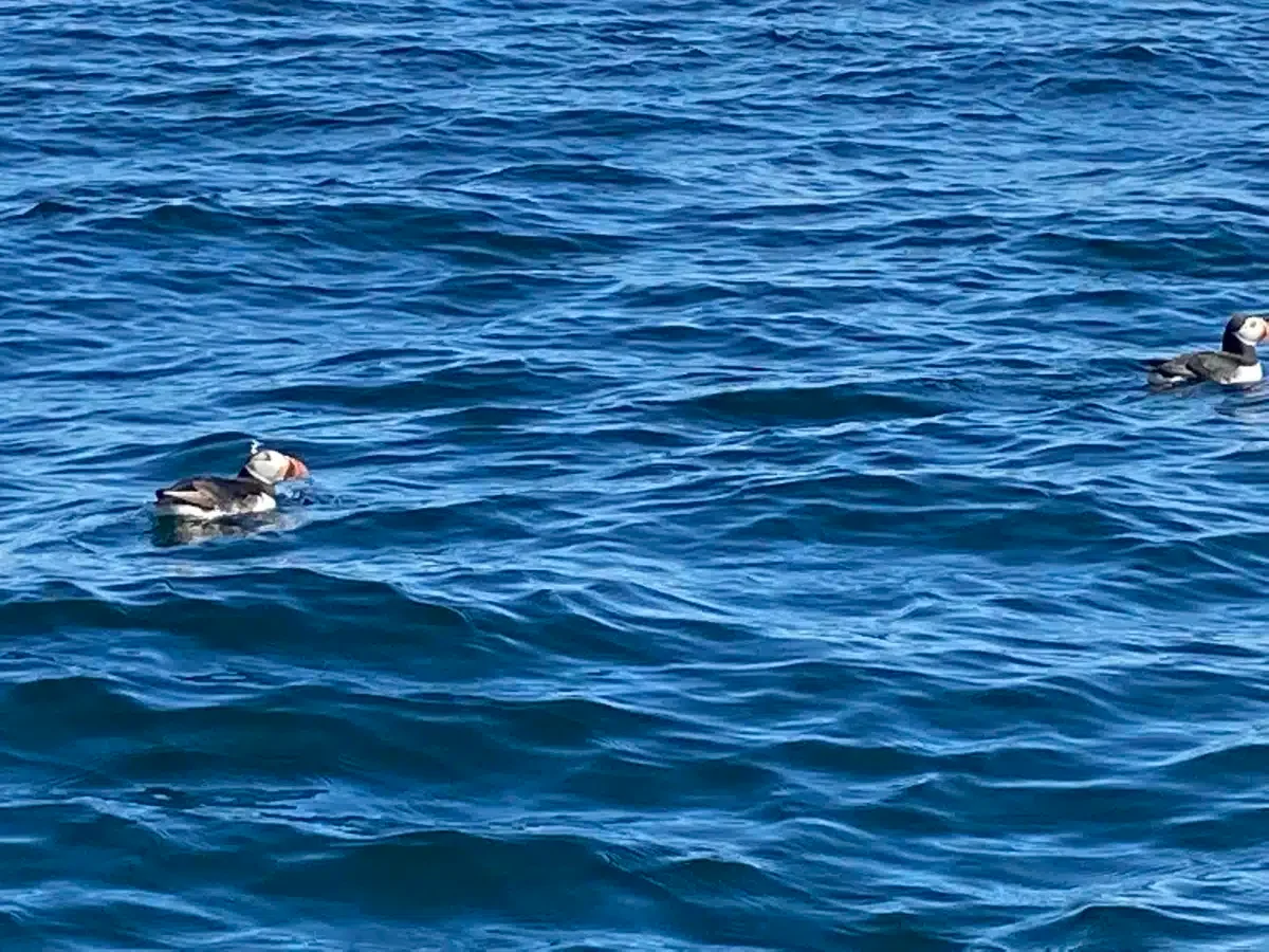 Puffins inhabit many parts of Iceland.