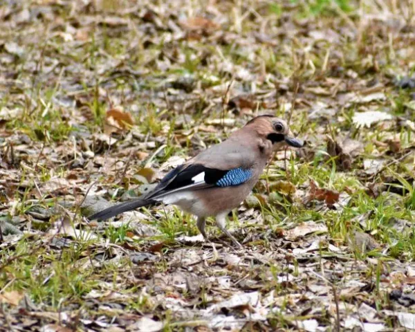 Wildlife Tour in Jordan