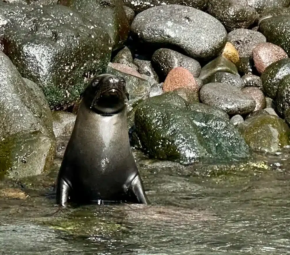 A curious sea lion.
