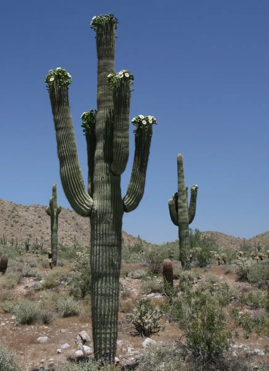 Iconic Saguaro Cactus