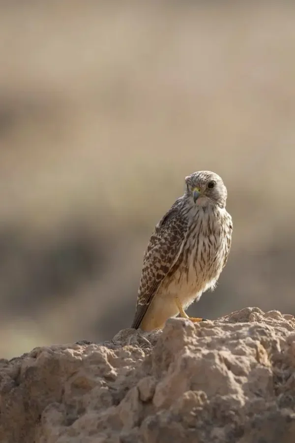 Wildlife Tour in Jordan