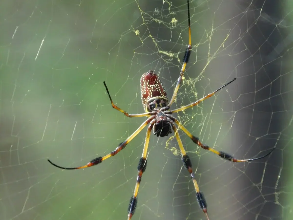 Banana Spider