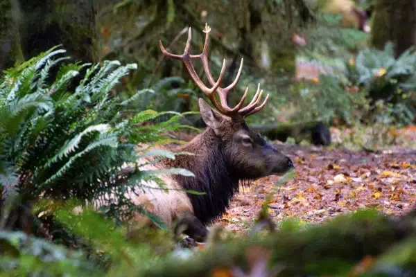 Elk in the Hoh Rainforest - Olympic National Forest. Photo by Susan Lanier-Graham