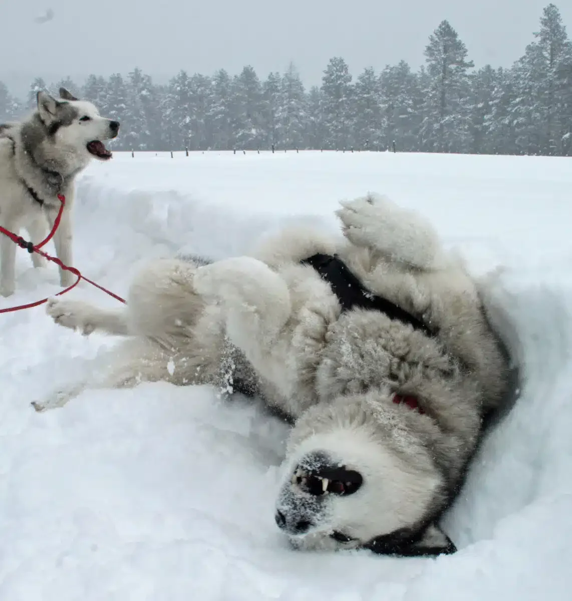 The dogs liked to eat snow and roll in it when we stopped.