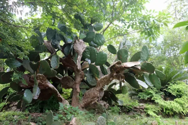 Lo de Perla Jungle Adventure