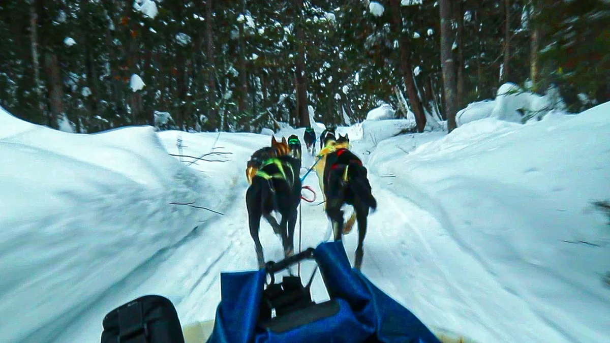 In a deep green forested tunnel, a dogsled pulls its load on the groomed snow-covered trail. The working dogs jump and bark to be added to the harness when a sled is readied to head out from the Contact Nature winter recreation area south of Baie, Saguenay region, Québec, Canada. The one-hour ride glides through a boreal forest, the dogs pulling mightily and the only sounds are the swoosh of the sled, pounding paws of the dogs and the French commands of the musher.