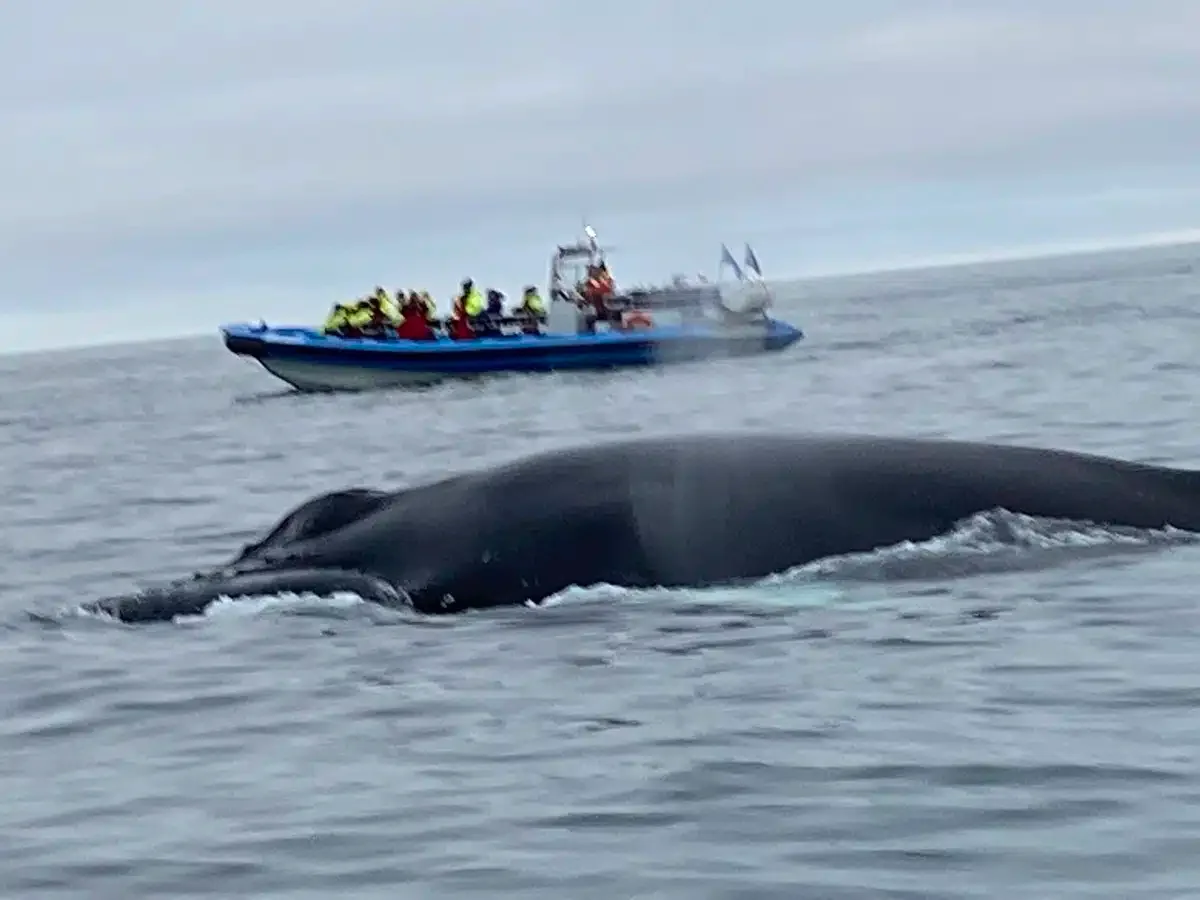 Whale watching in Husavik.
