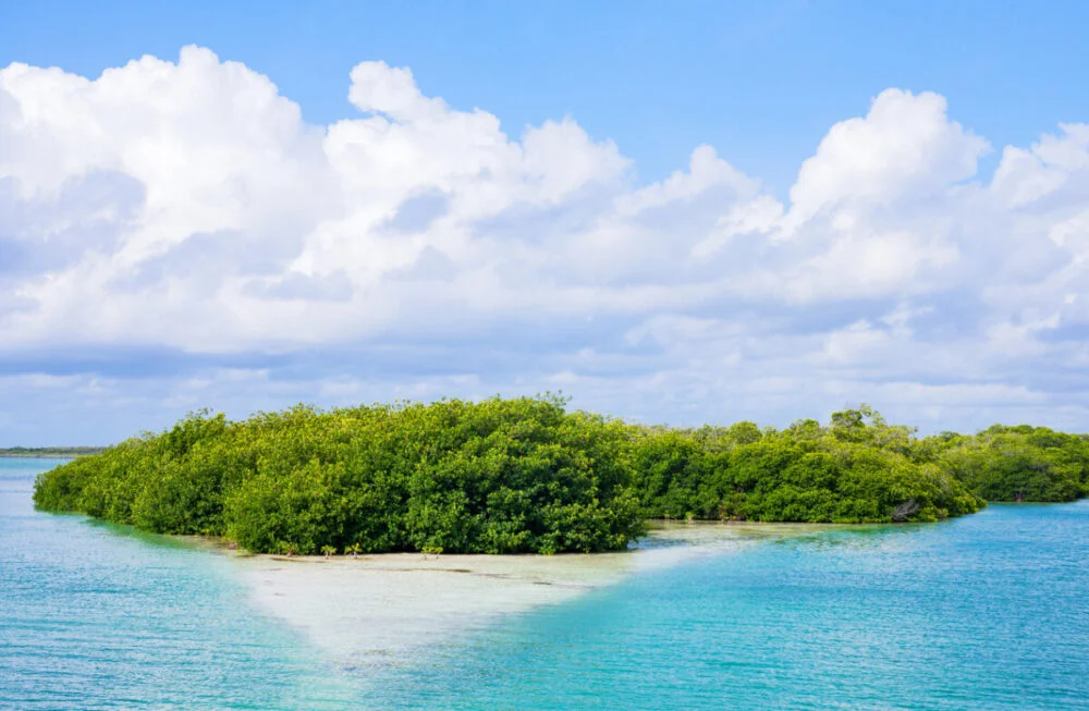 a small island with trees in the water Quintana Roo, Mexico, the Sian Ka'an lagoon reserve