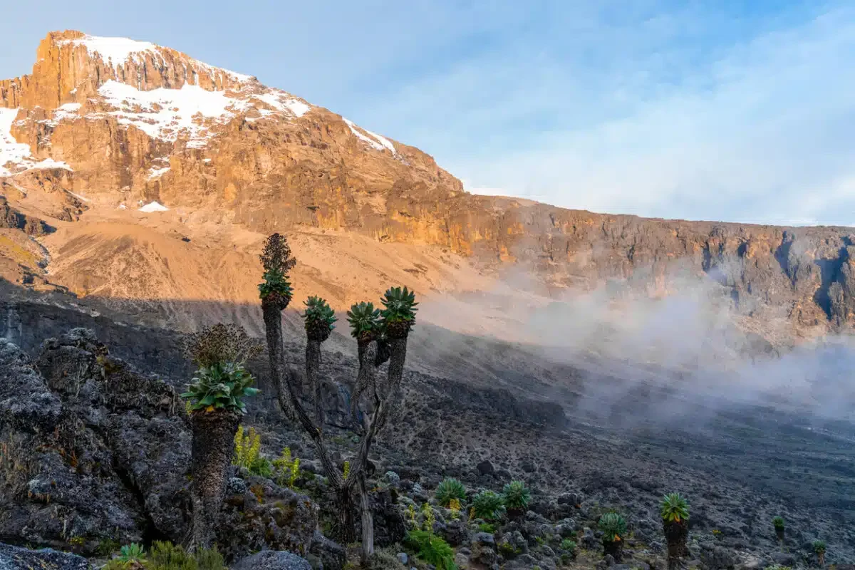 Senecio trees on the Lemosho Route to Mount Kilimanjaro in Tanzania, Africa.