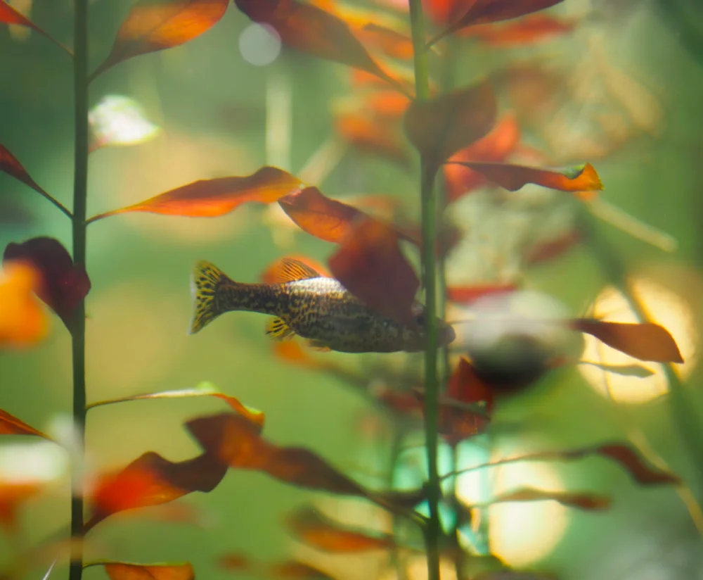Kelp in Monterey Bay