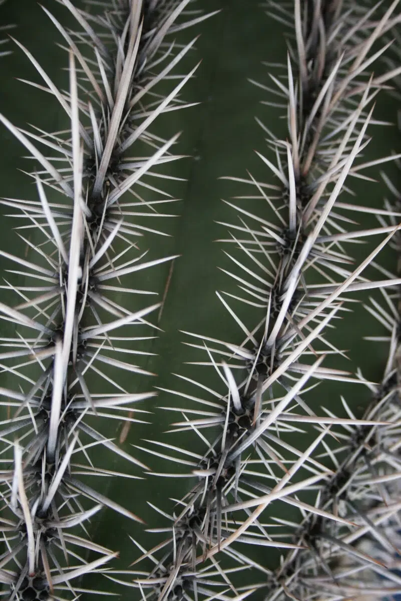 Saguaro Cactus Spines