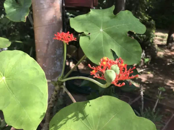 Lo de Perla Jungle Adventure