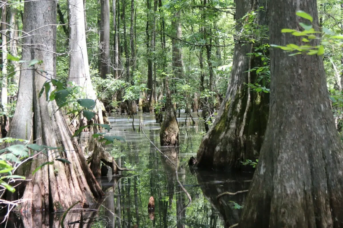 Cypress Tress at Wakulla Springs State Park