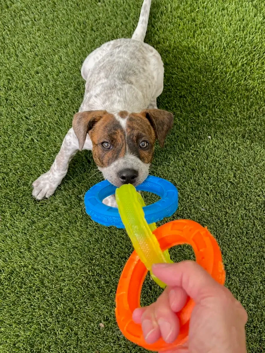 Puppies at the Puppy Patch.