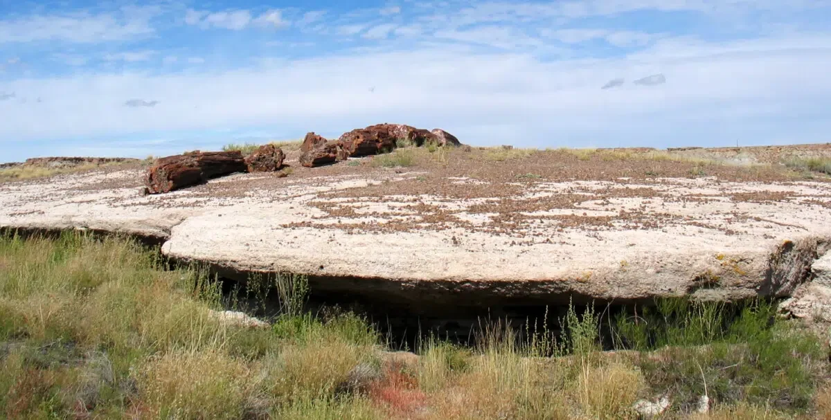 Petrified Wood