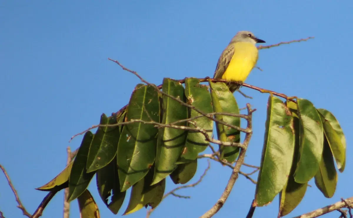 Tropical King Bird San Blas
