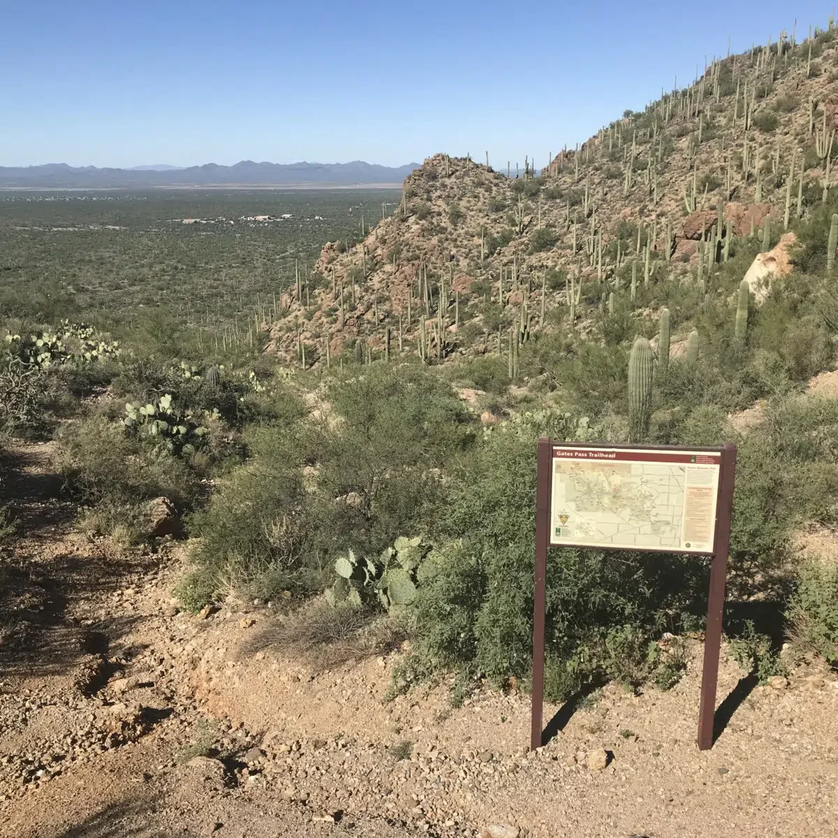 Gates Pass - Saguaro Cactus