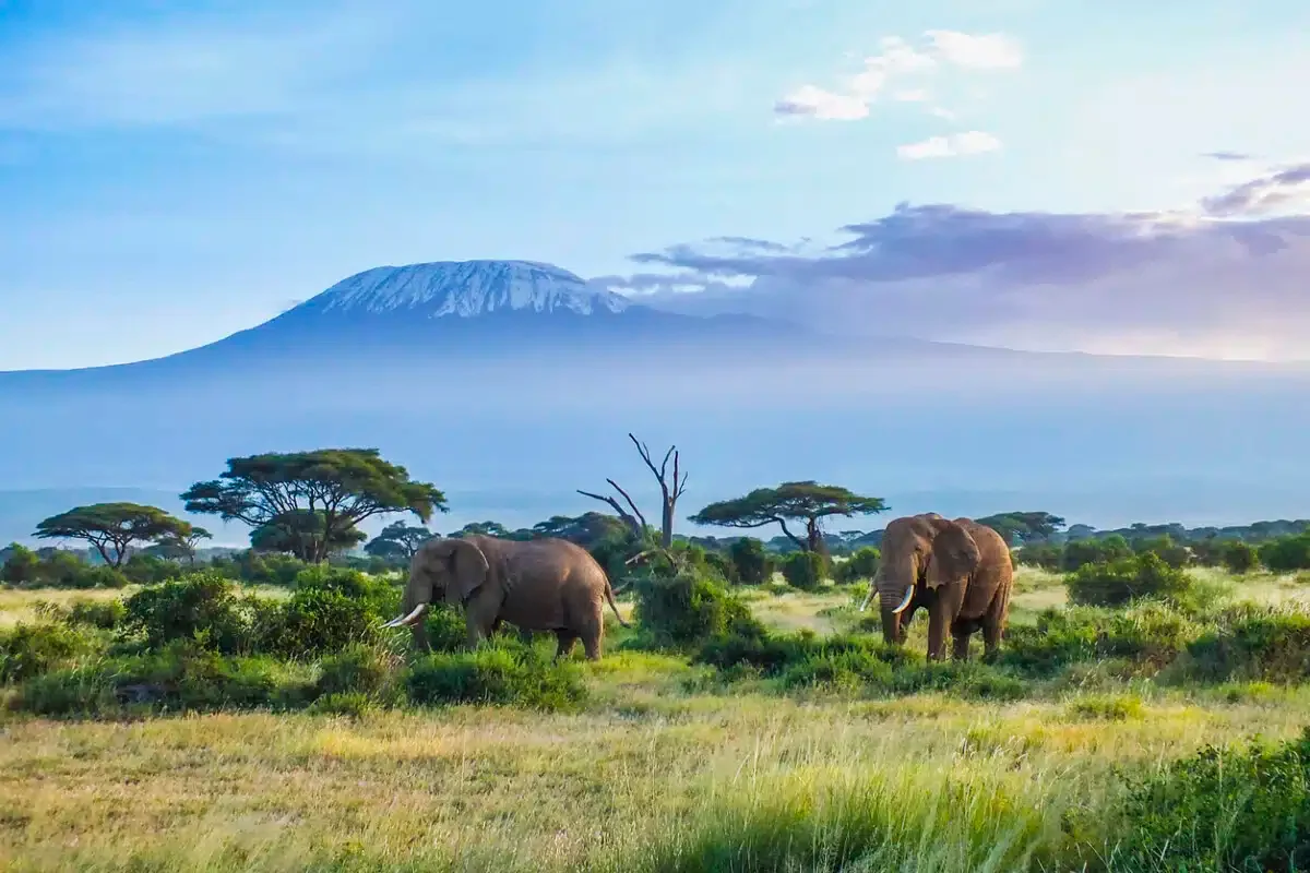 You can see the majestic Kilimanjaro for many miles.