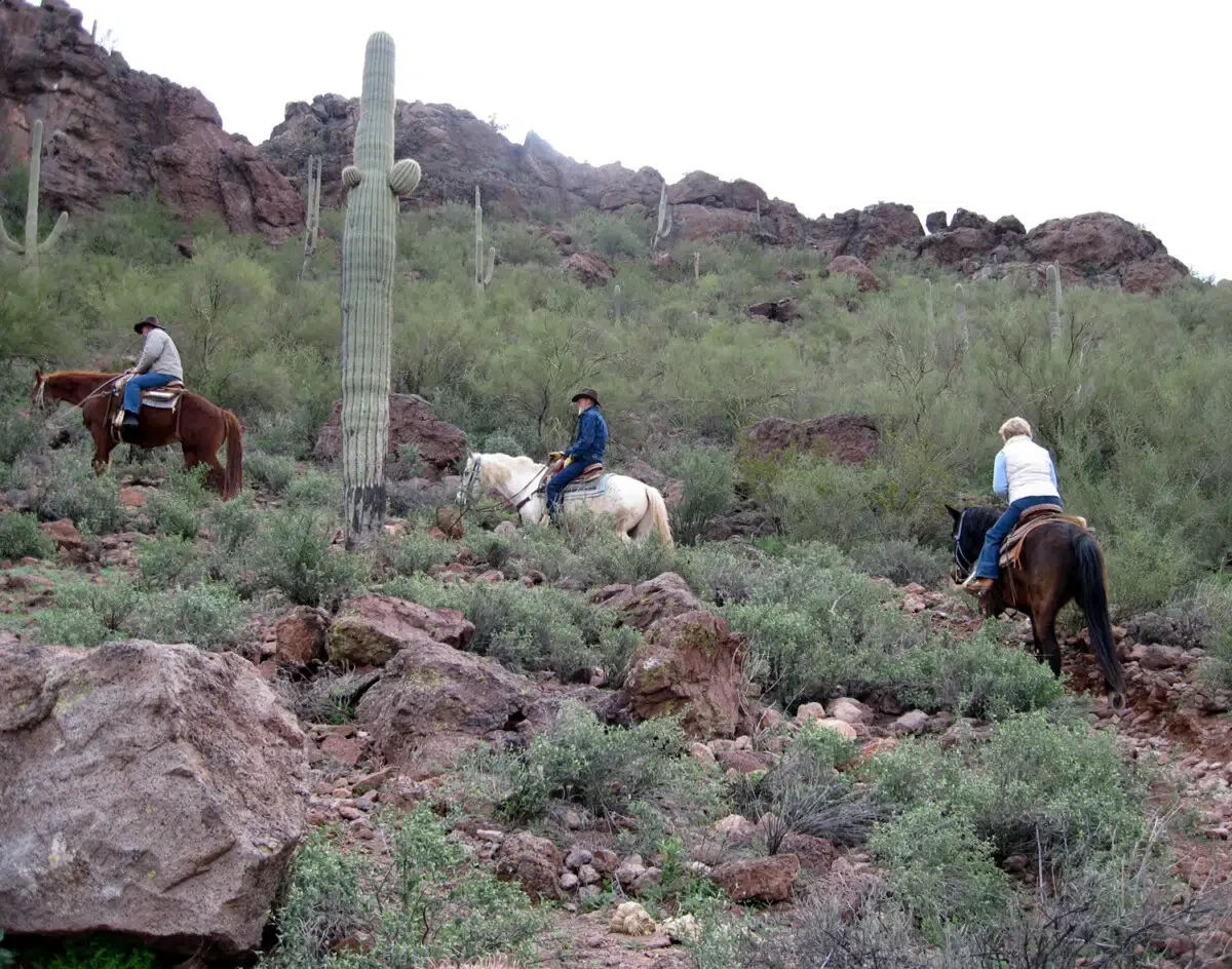 Arizona Horseback Riding - Saguaro Cactus