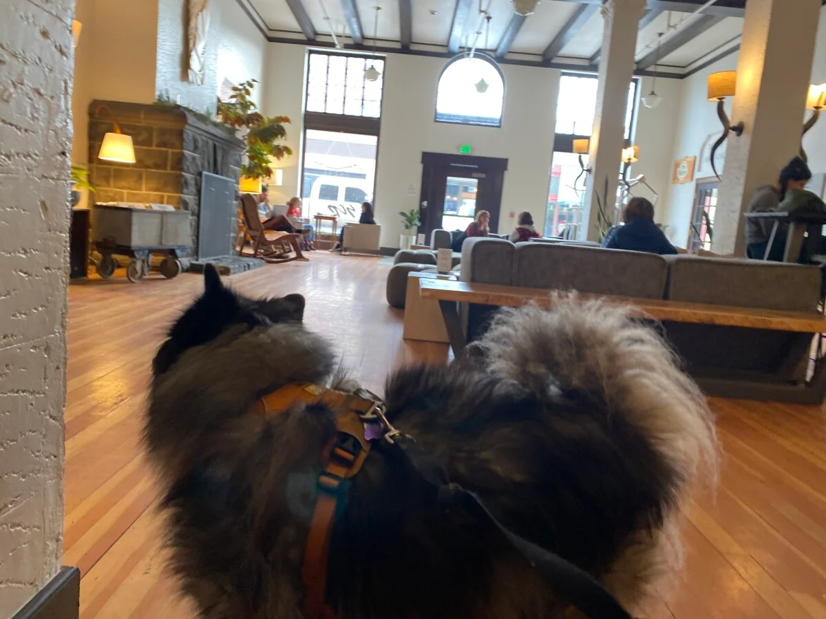 The SCP Redmond Hotel welcomes pups. "All this is mine!" says Rudy. 