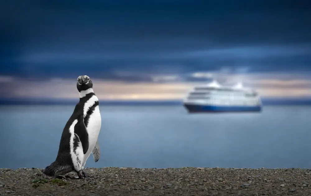 Penguin as seen from a cruise in Patagonia