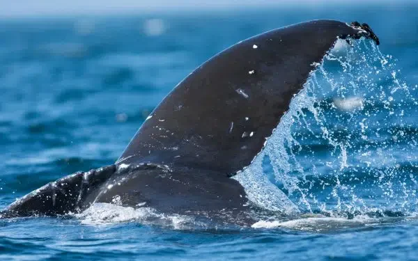 British Columbia's First Nations People