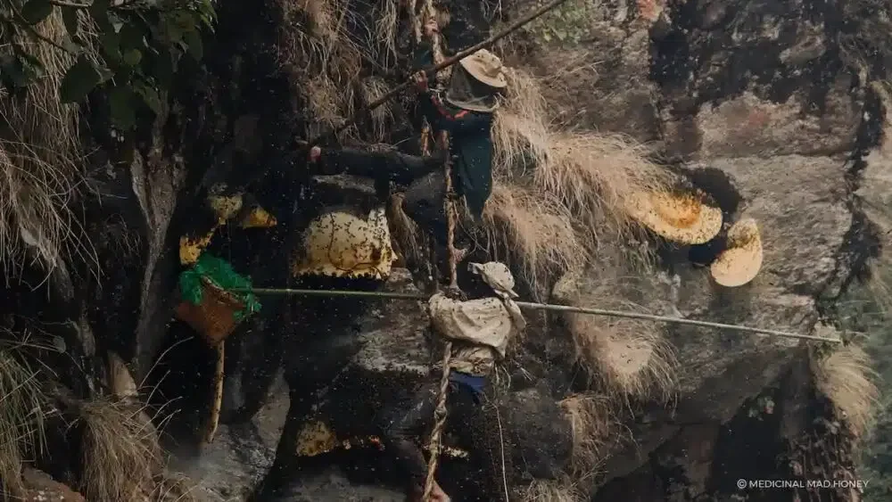 Two hunters on the cliff during harvesting of Mad Honey