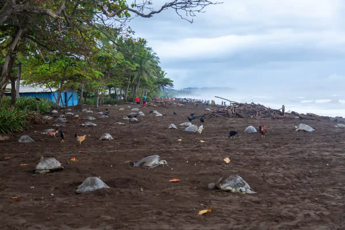 Sea turtles at Playa Ostional.