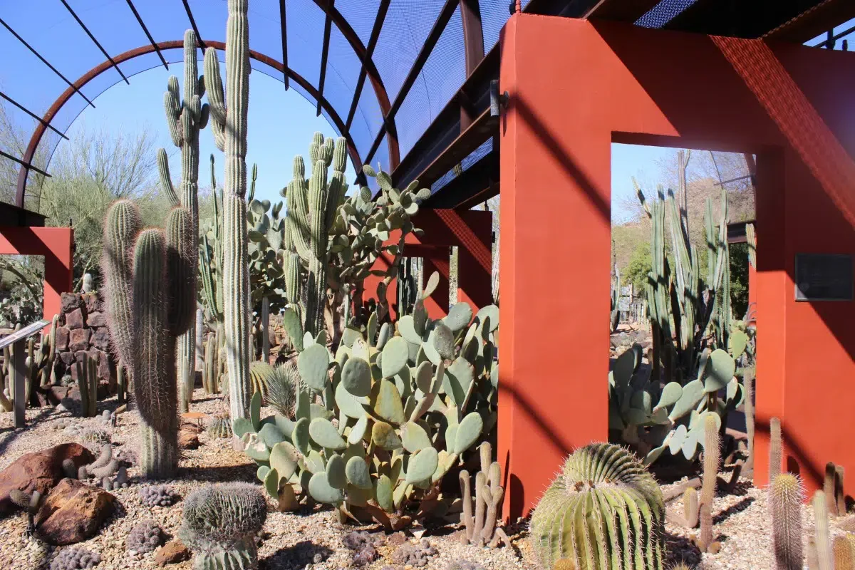 Desert Botanical Garden - Saguaro Cactus