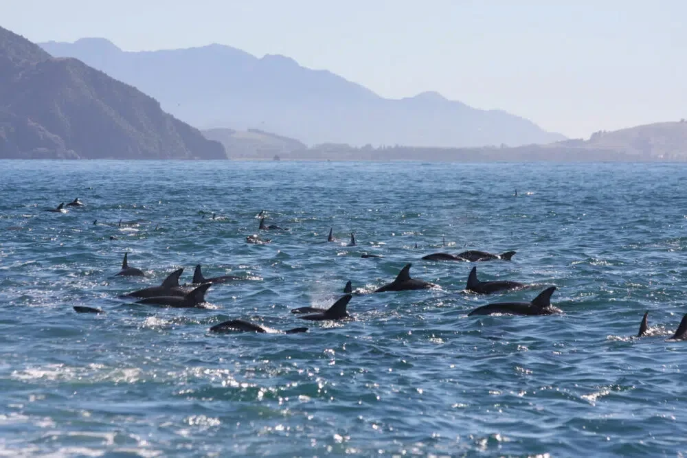 dolphins in Kaikoura Bay, New Zealand